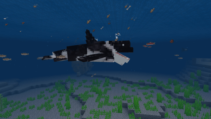 Orca / Killer Whale screenshot 3